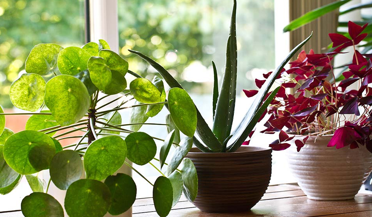 How to Take Care of your House Plants